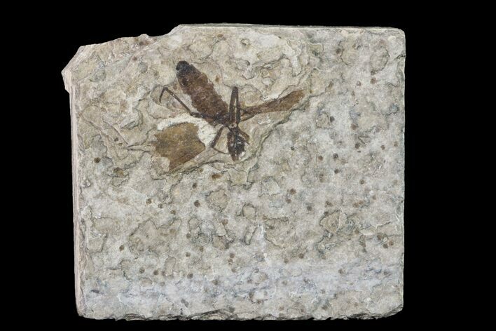 Fossil March Fly (Plecia) - Green River Formation #154544